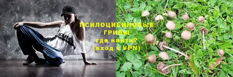 закладки  Вытегра  Галлюциногенные грибы MAGIC MUSHROOMS 